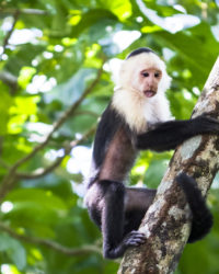 Keeping Up With The Capuchins